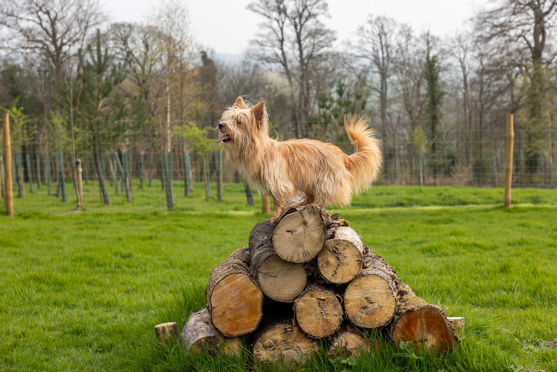 Dog exercise area_Louma_March26_Web_038