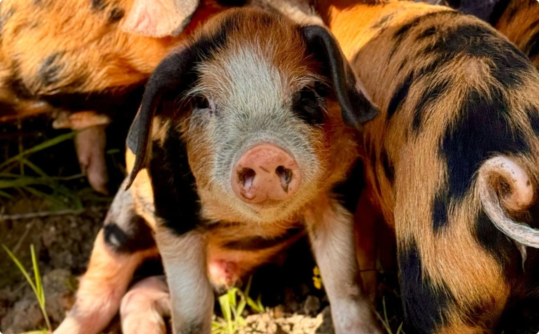 Farm Animal Tour