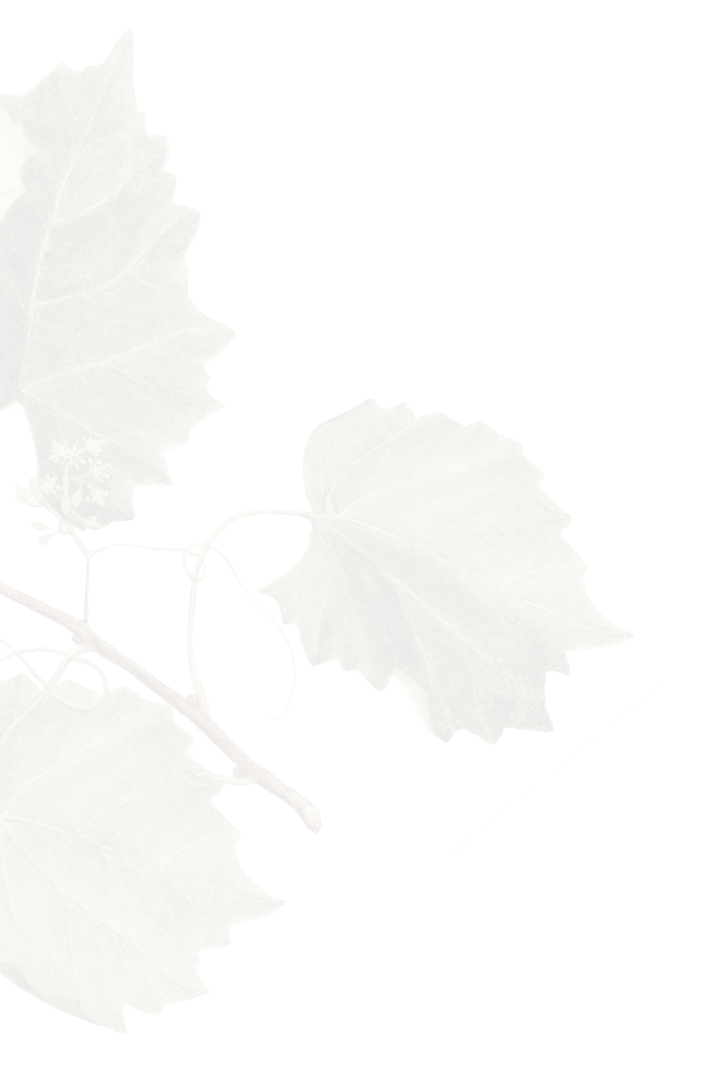 BG Image