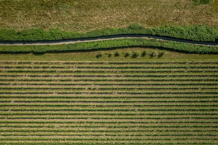 Wine Making Process