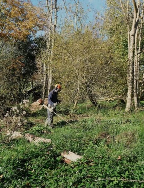 Woodland
