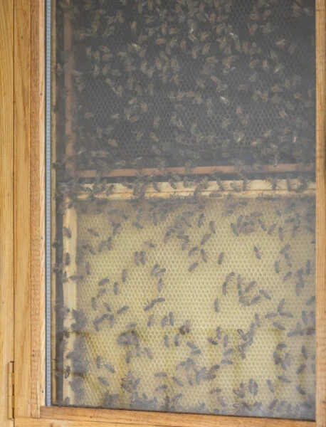 Pollinators