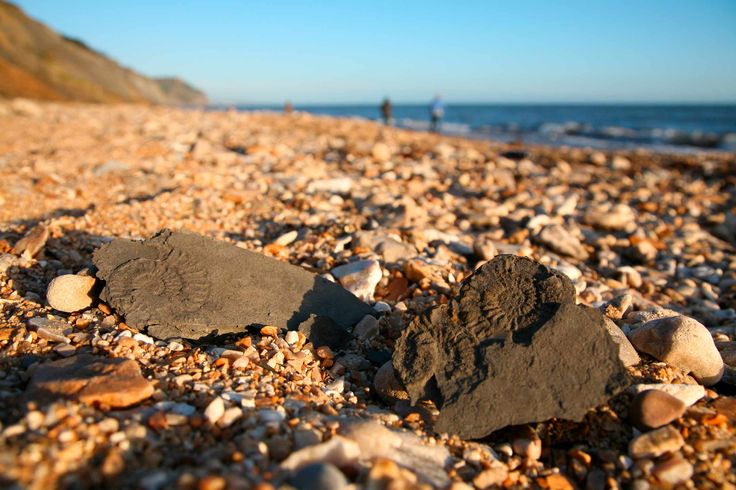 Fossil Hunting at Charmouth Beach