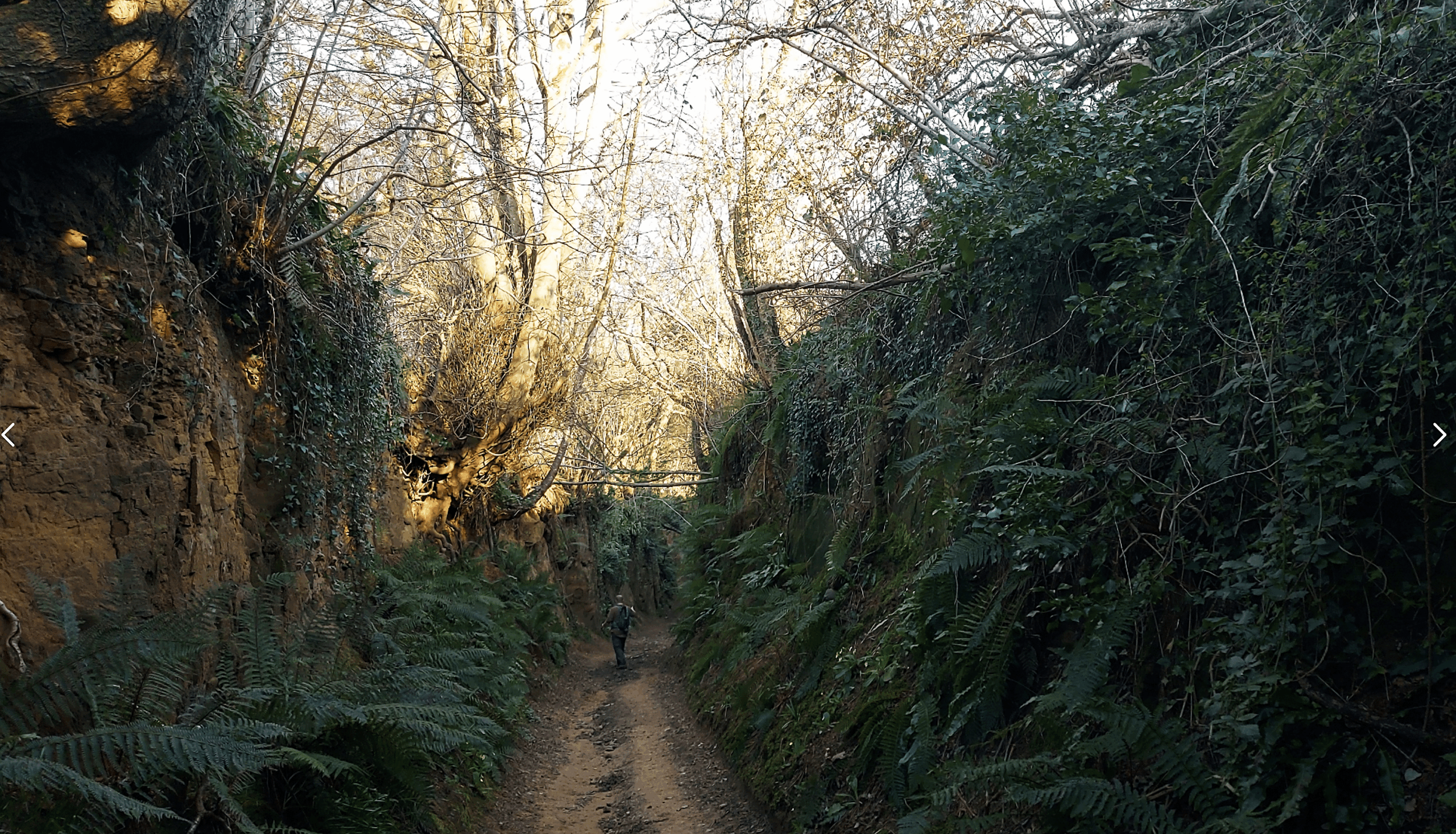 Symondsbury Holloway Walk