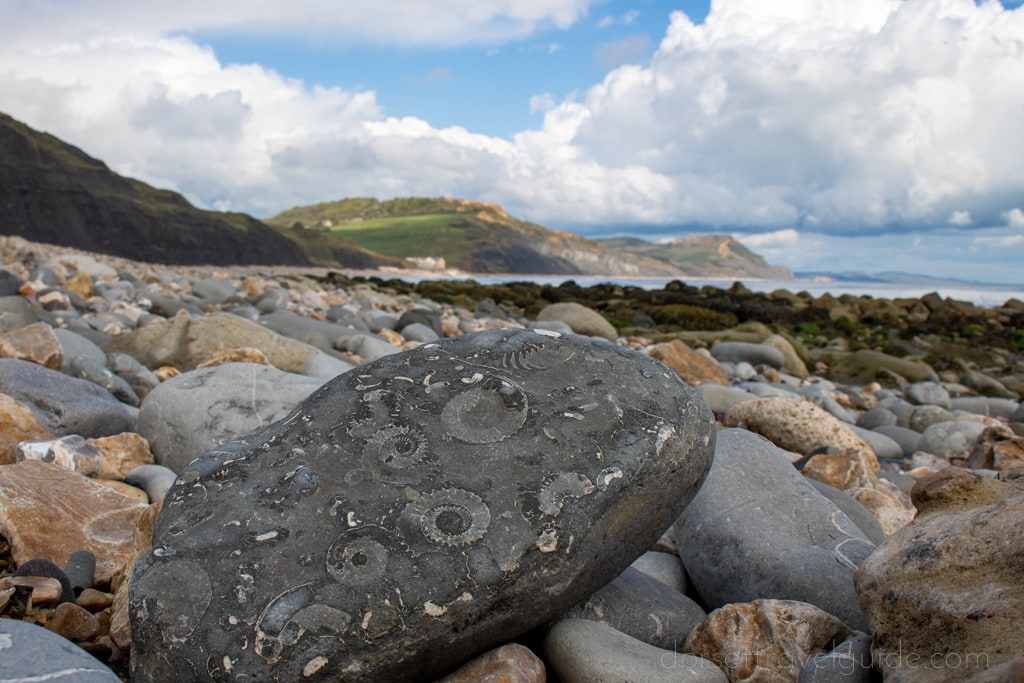 Fossils-on-the-Beach-in-Charmouth