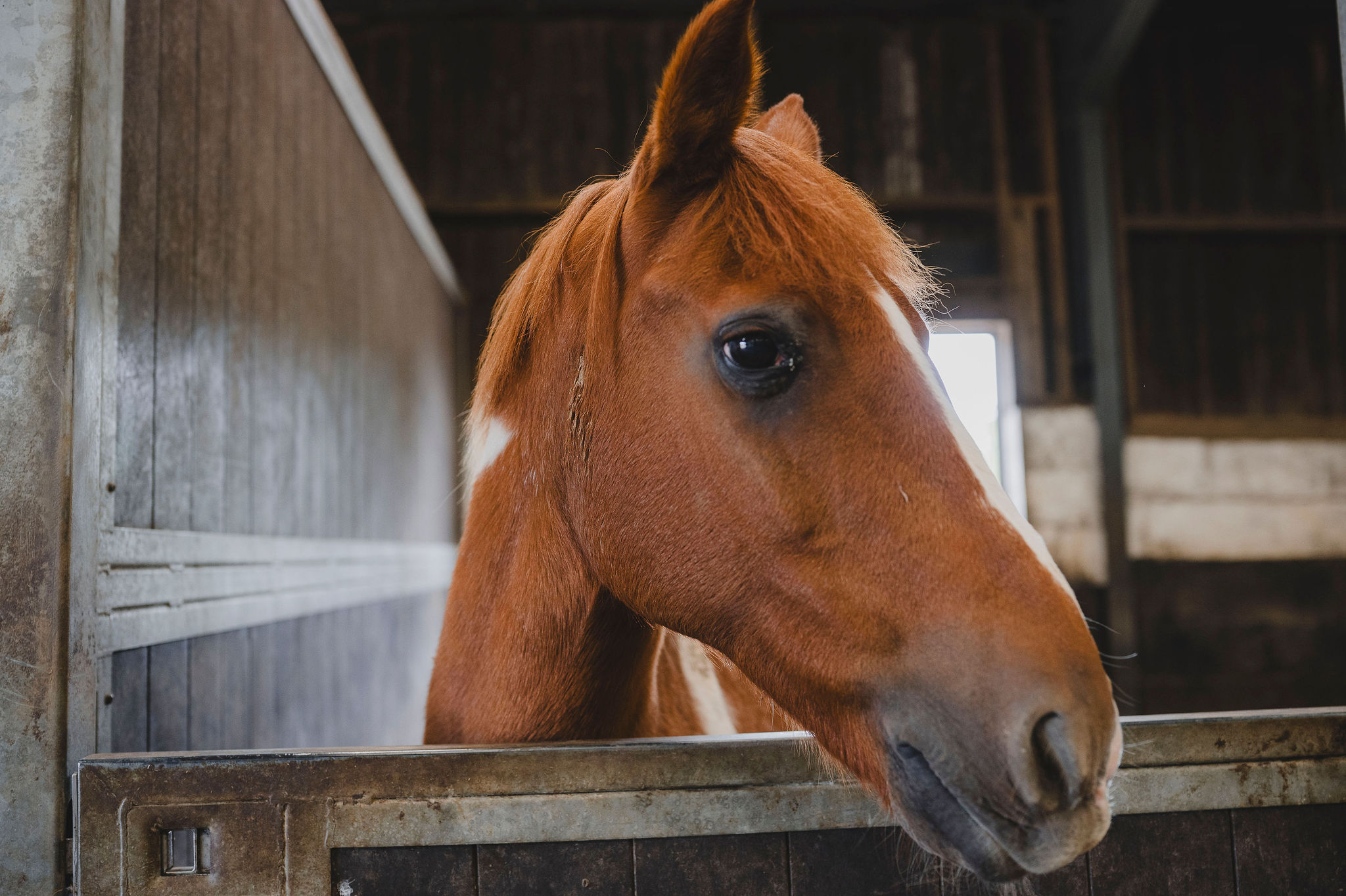 Sandford Stables - Equine Sand School