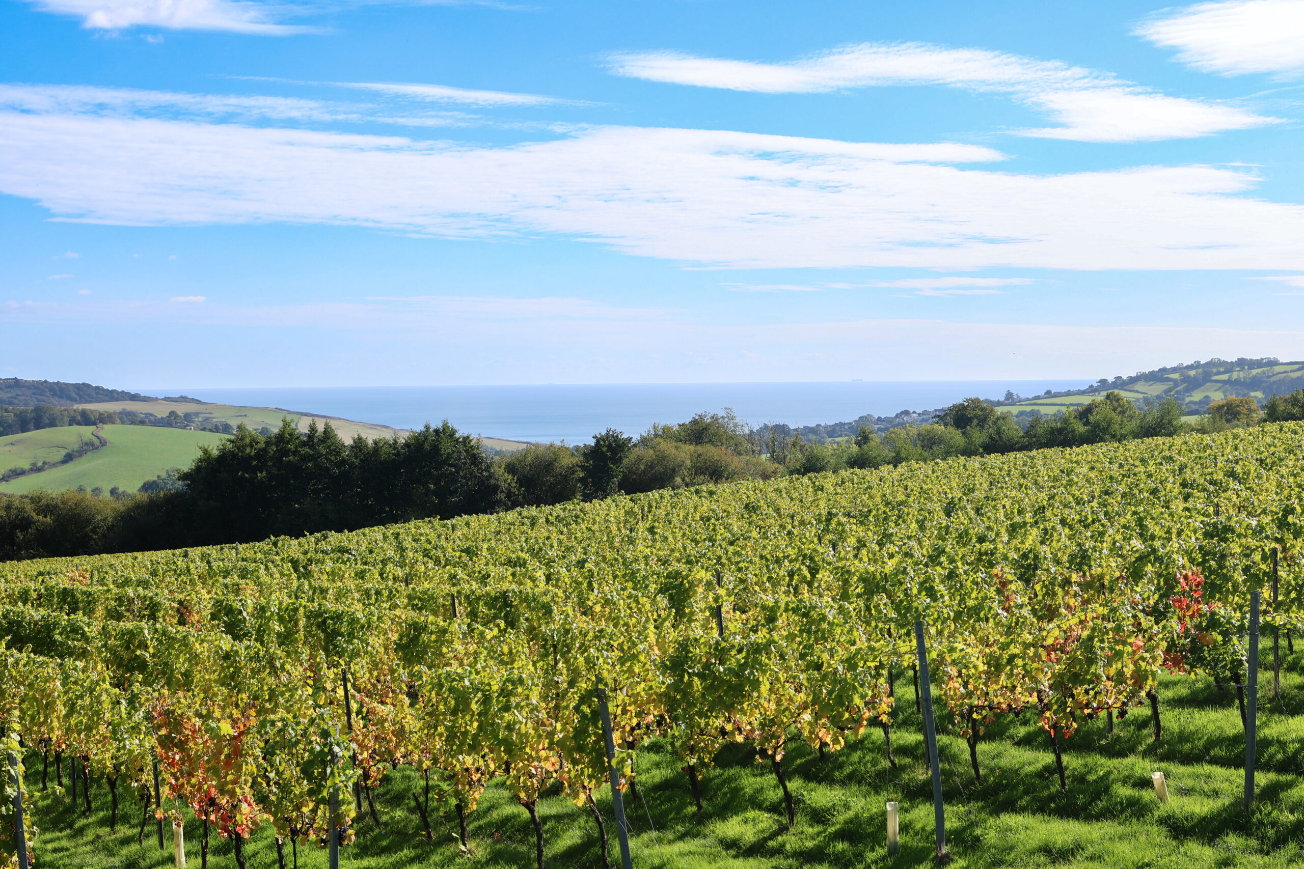 Top vineyard